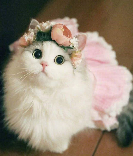 狗狗什么也不吃还吐:揭开宠物饮食健康的秘密